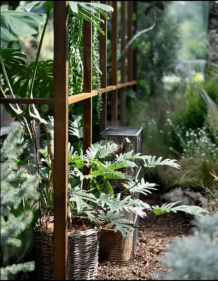 A serene garden featuring various plants surrounded by a rustic wooden fence, creating a peaceful outdoor space.